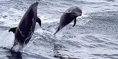 Whales and Dolphin watching -Dolphins in Musandam, Oman